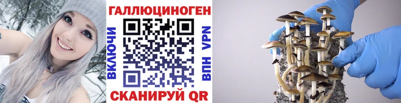 Псилоцибиновые грибы MAGIC MUSHROOMS  даркнет клад  Ногинск 